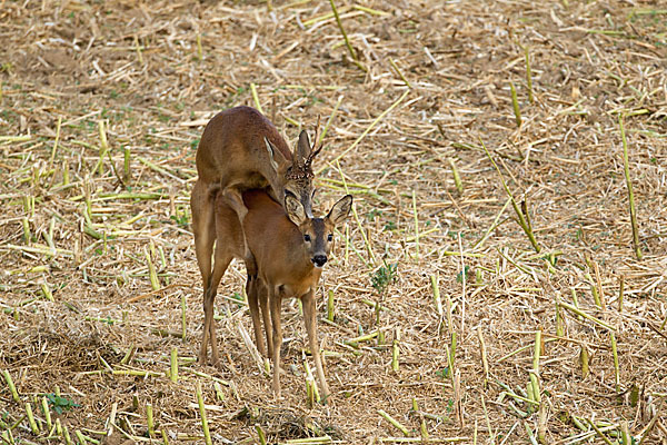 Rehwild (Capreolus capreolus)