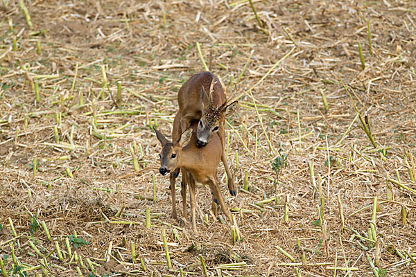 Rehwild (Capreolus capreolus)