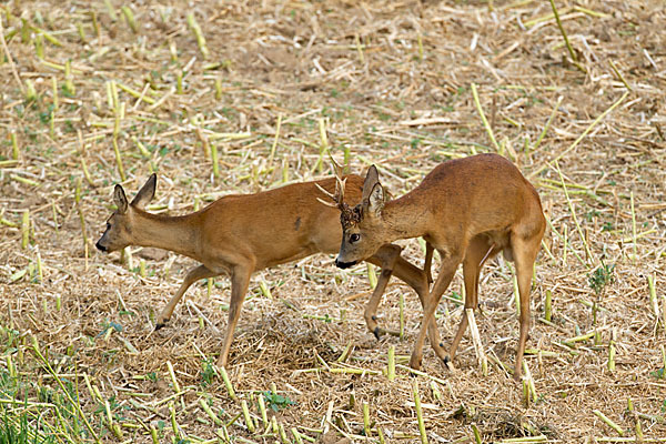 Rehwild (Capreolus capreolus)