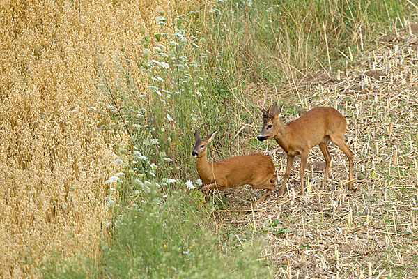 Rehwild (Capreolus capreolus)