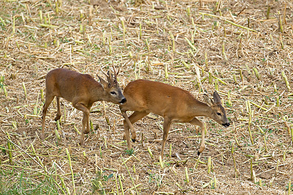 Rehwild (Capreolus capreolus)