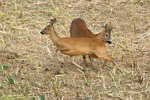 Rehwild (Capreolus capreolus)