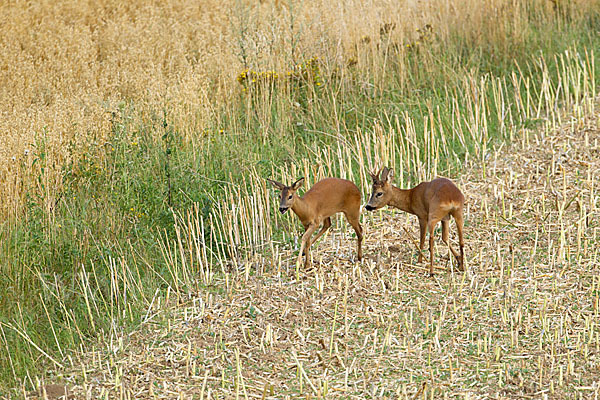 Rehwild (Capreolus capreolus)