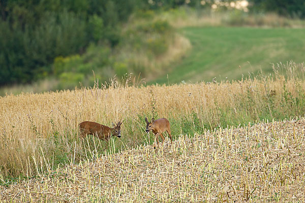 Rehwild (Capreolus capreolus)