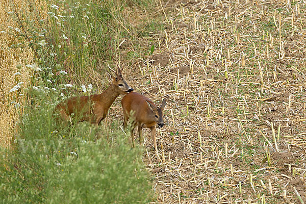 Rehwild (Capreolus capreolus)