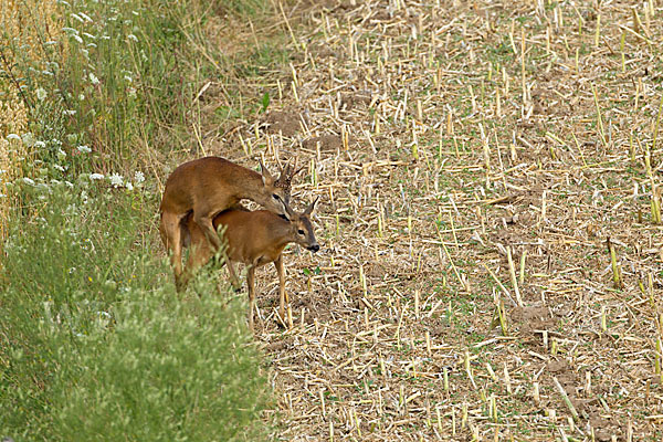 Rehwild (Capreolus capreolus)