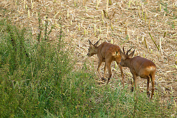 Rehwild (Capreolus capreolus)