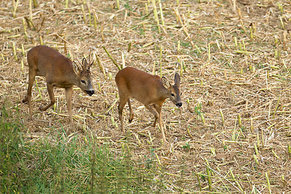 Rehwild (Capreolus capreolus)