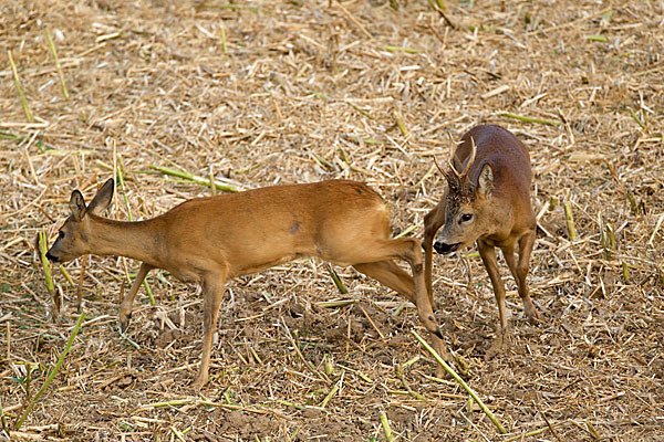 Rehwild (Capreolus capreolus)