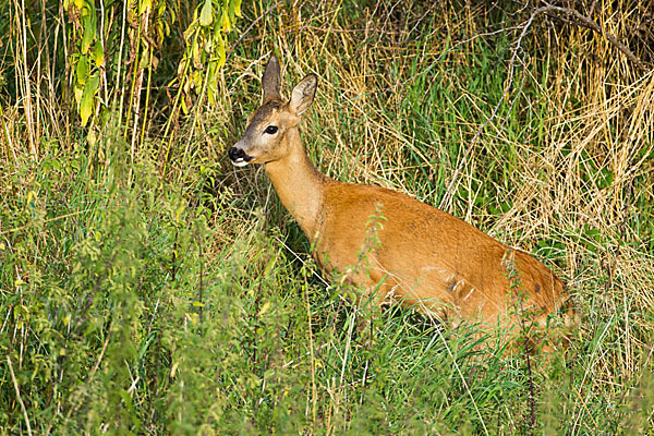 Rehwild (Capreolus capreolus)