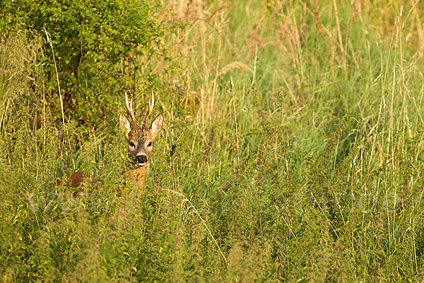 Rehwild (Capreolus capreolus)