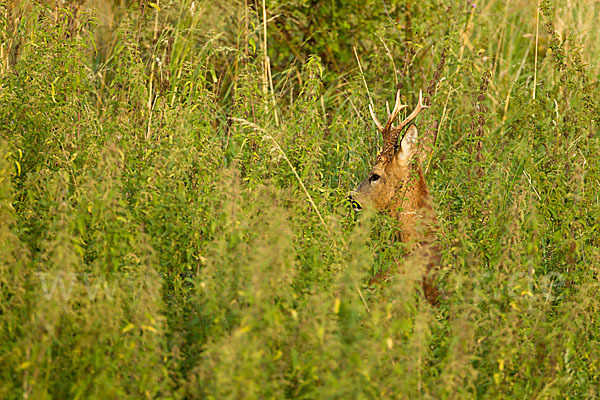 Rehwild (Capreolus capreolus)