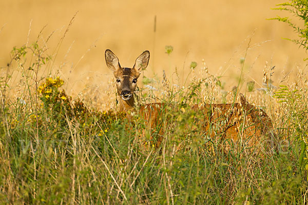 Rehwild (Capreolus capreolus)