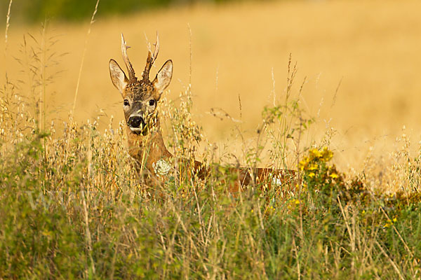 Rehwild (Capreolus capreolus)