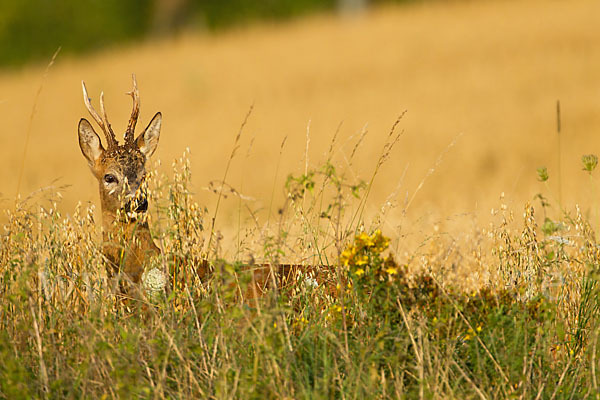 Rehwild (Capreolus capreolus)