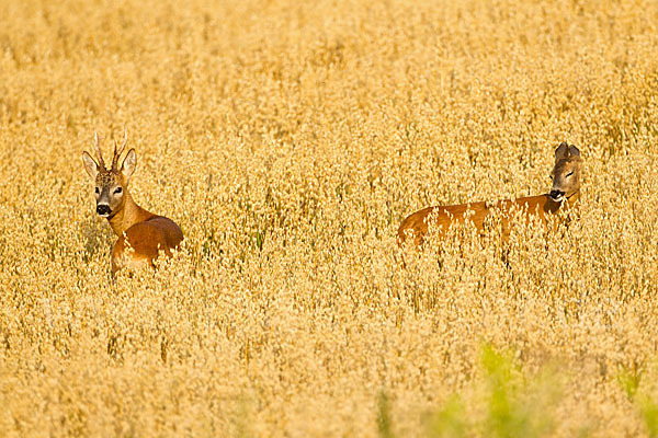 Rehwild (Capreolus capreolus)