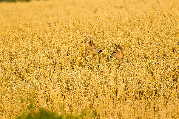 Rehwild (Capreolus capreolus)