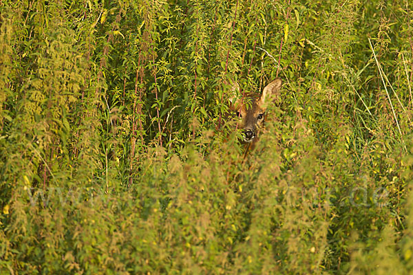 Rehwild (Capreolus capreolus)