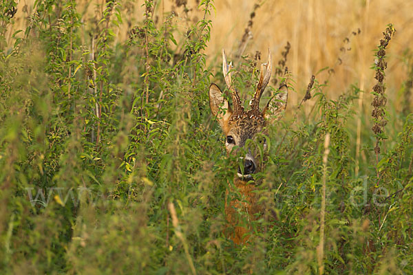 Rehwild (Capreolus capreolus)