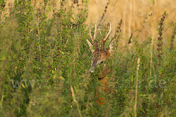 Rehwild (Capreolus capreolus)