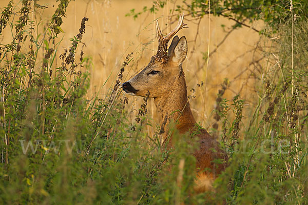 Rehwild (Capreolus capreolus)