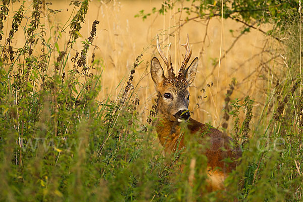 Rehwild (Capreolus capreolus)