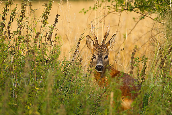 Rehwild (Capreolus capreolus)