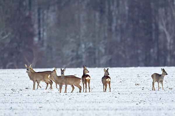 Rehwild (Capreolus capreolus)