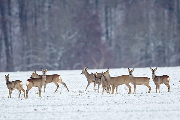 Rehwild (Capreolus capreolus)