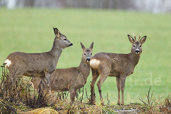 Rehwild (Capreolus capreolus)