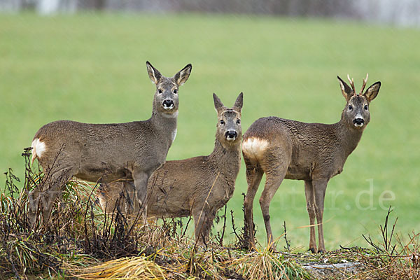 Rehwild (Capreolus capreolus)