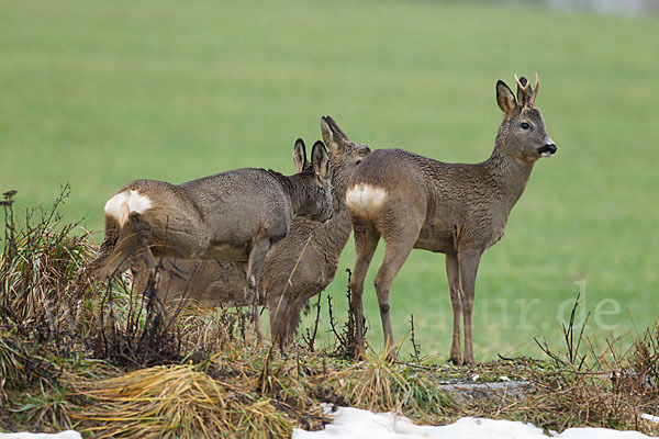 Rehwild (Capreolus capreolus)