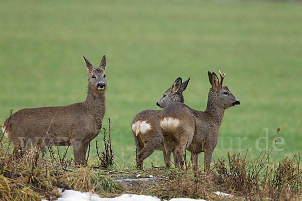 Rehwild (Capreolus capreolus)