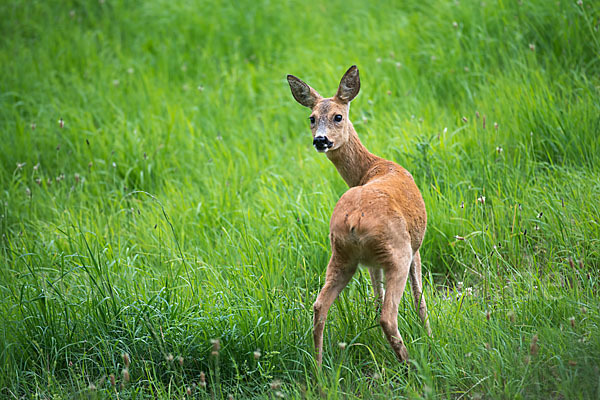 Rehwild (Capreolus capreolus)