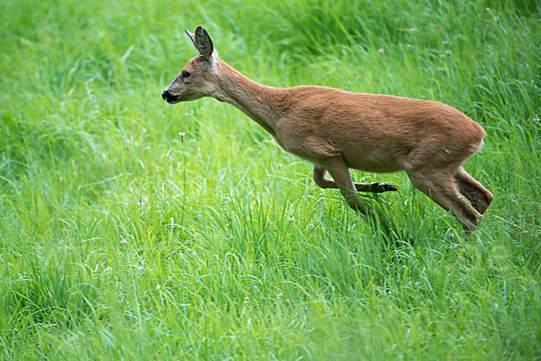 Rehwild (Capreolus capreolus)