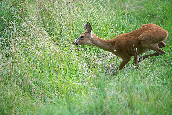 Rehwild (Capreolus capreolus)