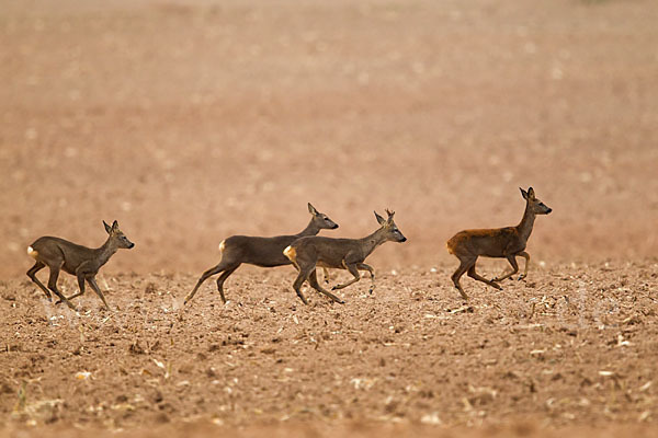 Rehwild (Capreolus capreolus)