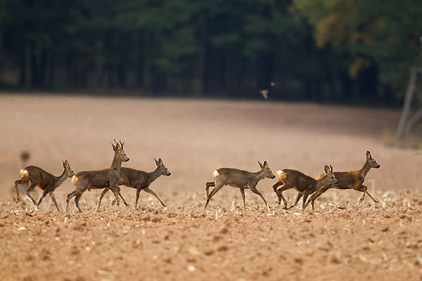 Rehwild (Capreolus capreolus)