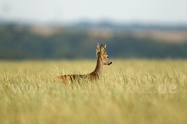 Rehwild (Capreolus capreolus)