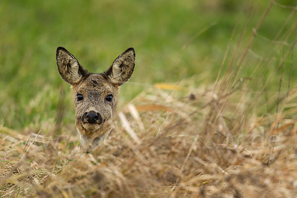 Rehwild (Capreolus capreolus)