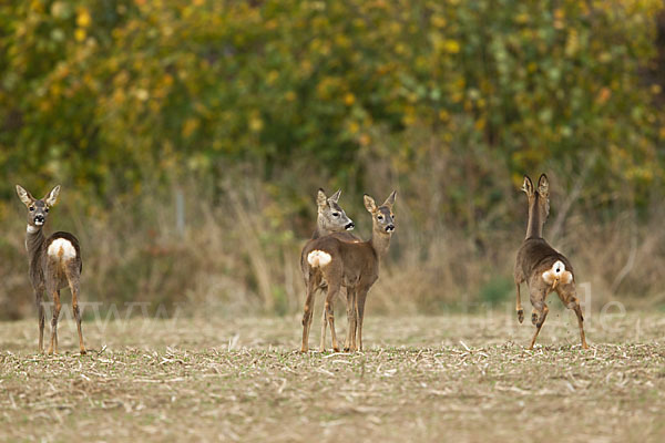 Rehwild (Capreolus capreolus)