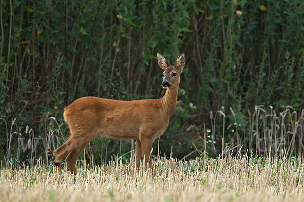 Rehwild (Capreolus capreolus)