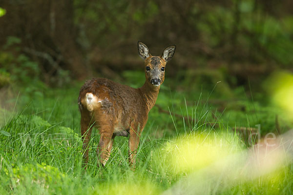 Rehwild (Capreolus capreolus)