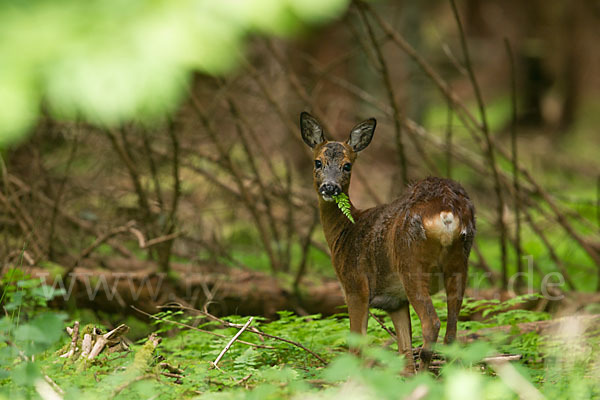 Rehwild (Capreolus capreolus)