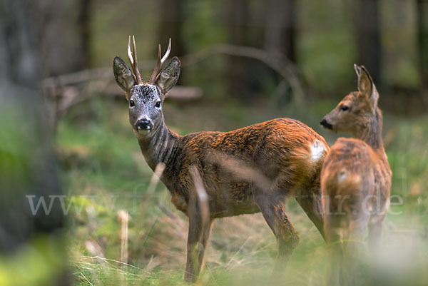 Rehwild (Capreolus capreolus)