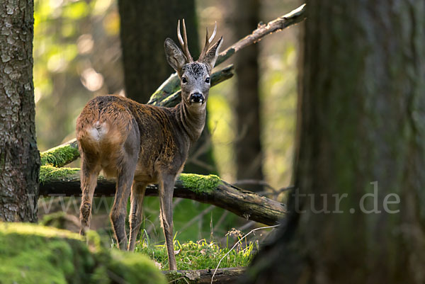 Rehwild (Capreolus capreolus)