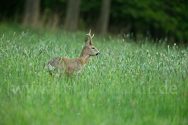 Rehwild (Capreolus capreolus)