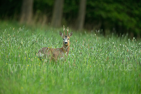 Rehwild (Capreolus capreolus)