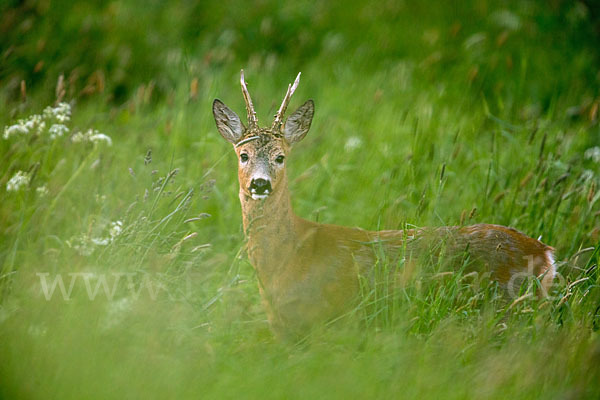 Rehwild (Capreolus capreolus)