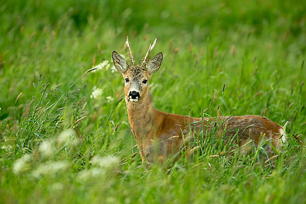 Rehwild (Capreolus capreolus)